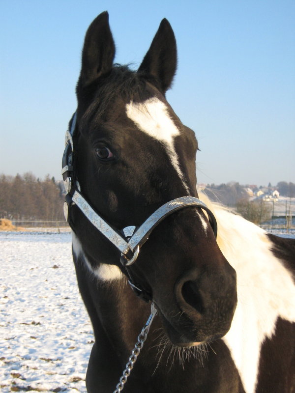 bobyhalter-min.jpg