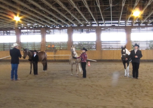 halter.jpg
